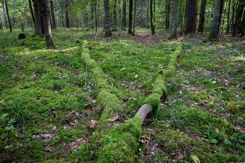 Bialowieza, Poland, Travel Drift